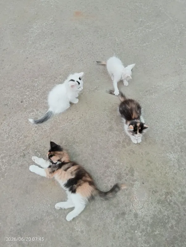 Мушукчалар / Котята — фото 5 Мушукчалар / Котята — фото 5