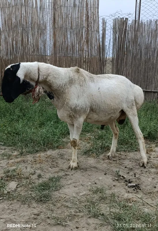 Qara quloq zotdor qo'chqor sotiladi — фото 4
