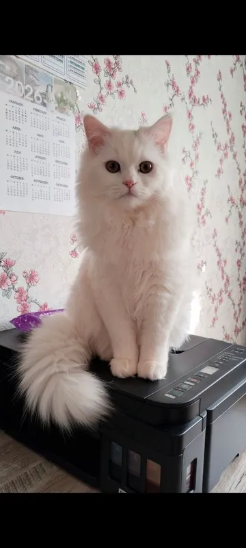 Ищу кошку для вязки!