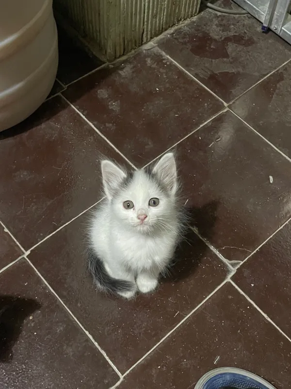 Домашние Котята ищут себе дом — фото 4