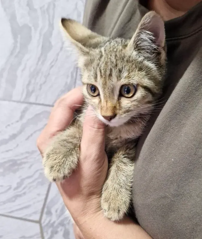 mushukcha Hadiya, кошечка девочка, 2 месяца 2 mushukcha Hadiya, кошечка девочка, 2 месяца 2