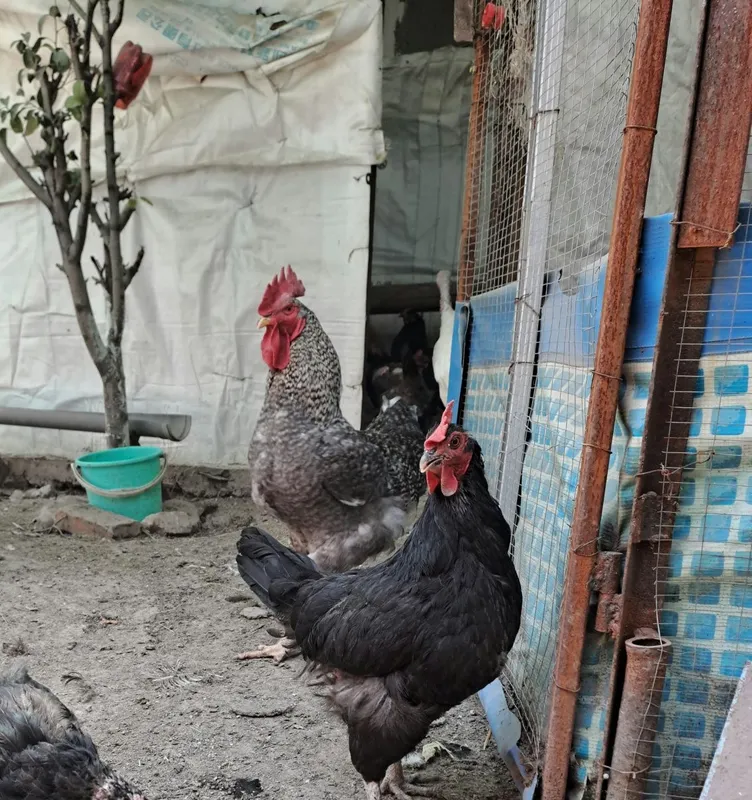 Продам домашних курей 6 Продам домашних курей 6