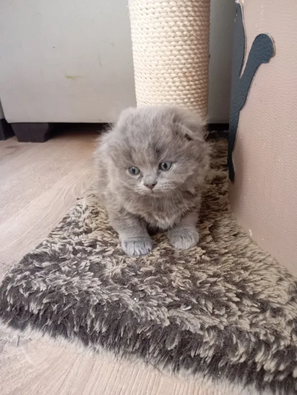 Продаются котята — фото 1