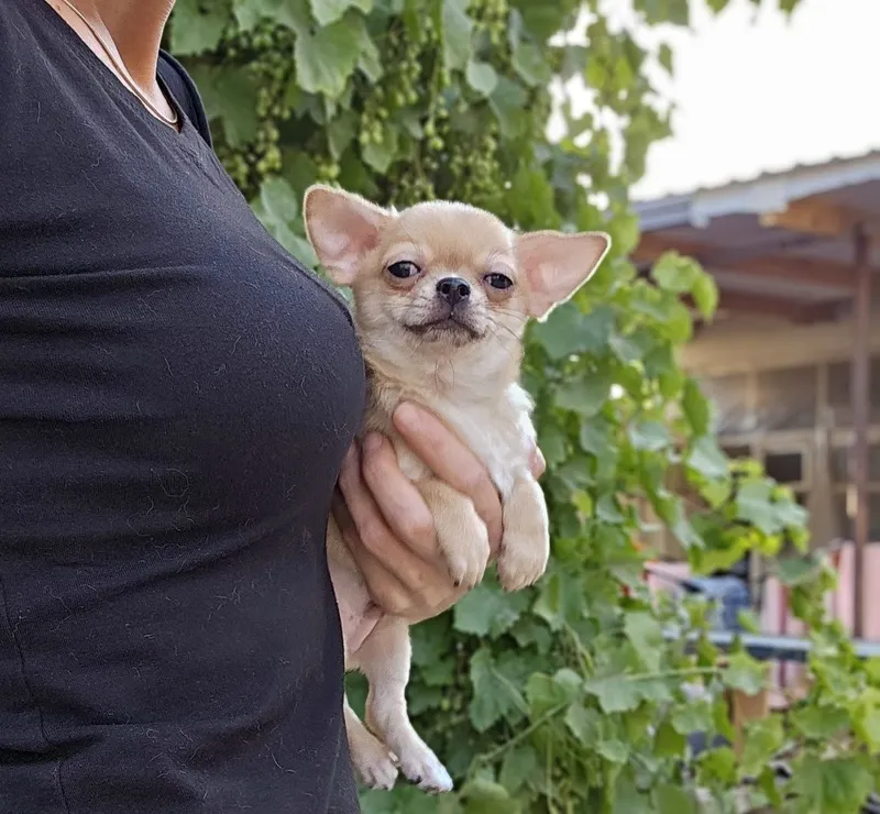 Silliq junli chihuahua bolasi 2 Silliq junli chihuahua bolasi 2