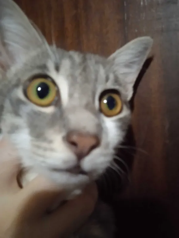Красивый котик Мартин в добрые ручки. 5