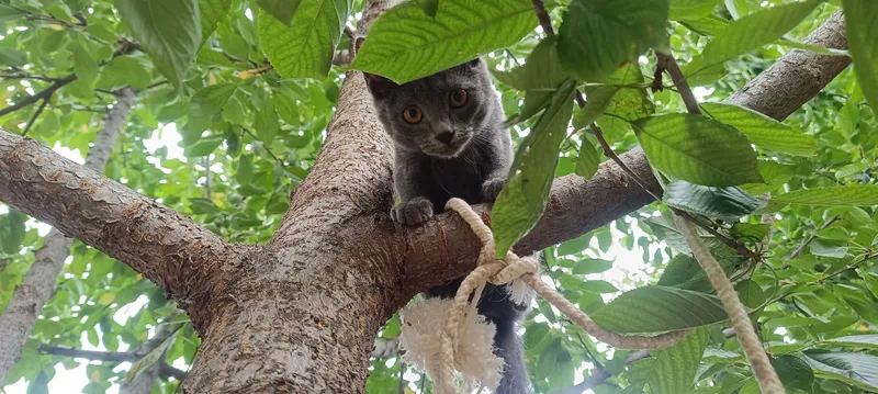 Британские котята — фото 1