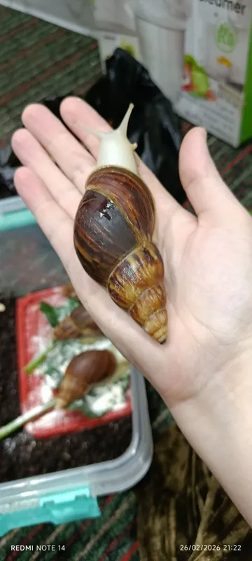 Ulitka sotiladi ahatina fulika albinos tuhimlagan — фото 1