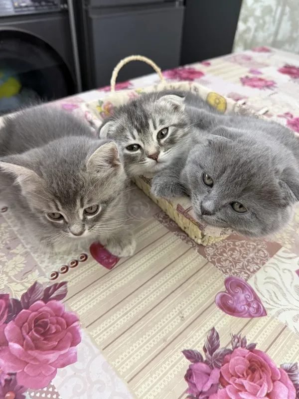 Продаются котики породы шотландская веслоухая — фото 1