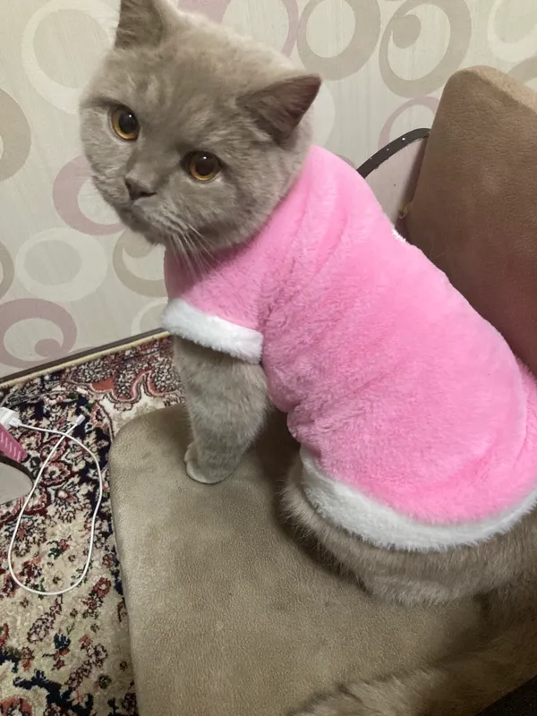 Продаётся кошка 5