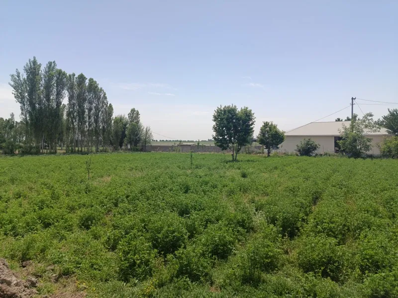 Toshkent dengizi atrofidan 30 soʻtxli kadastr xujatlariga ega xovli — фото 3