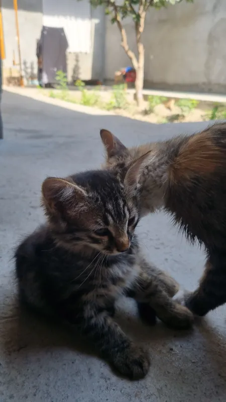 котёнок 3