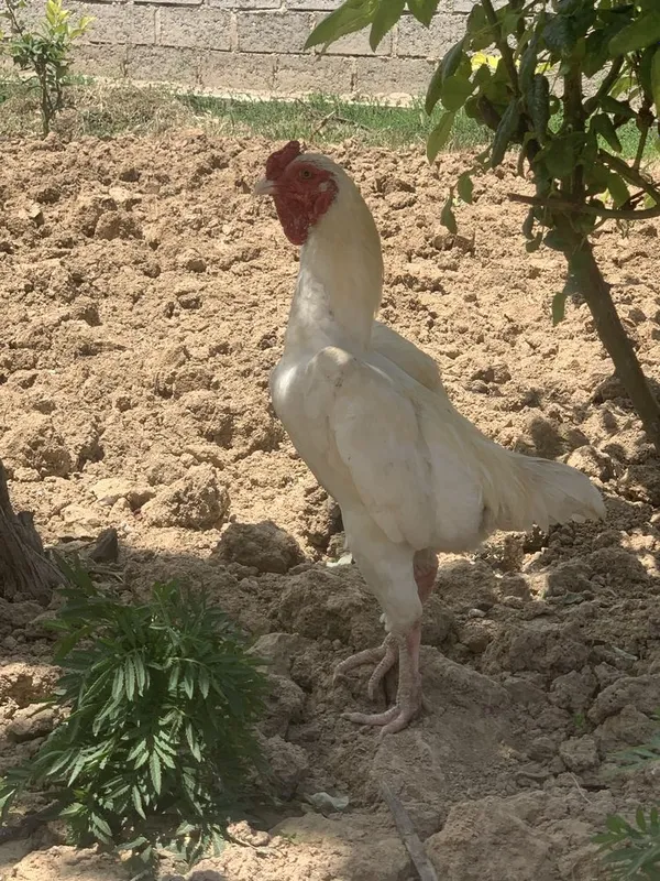 Koshamo oqlar sotiladi