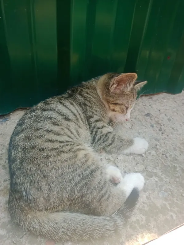 мы дарим красивых котят. Кошки 1 мы дарим красивых котят. Кошки 1