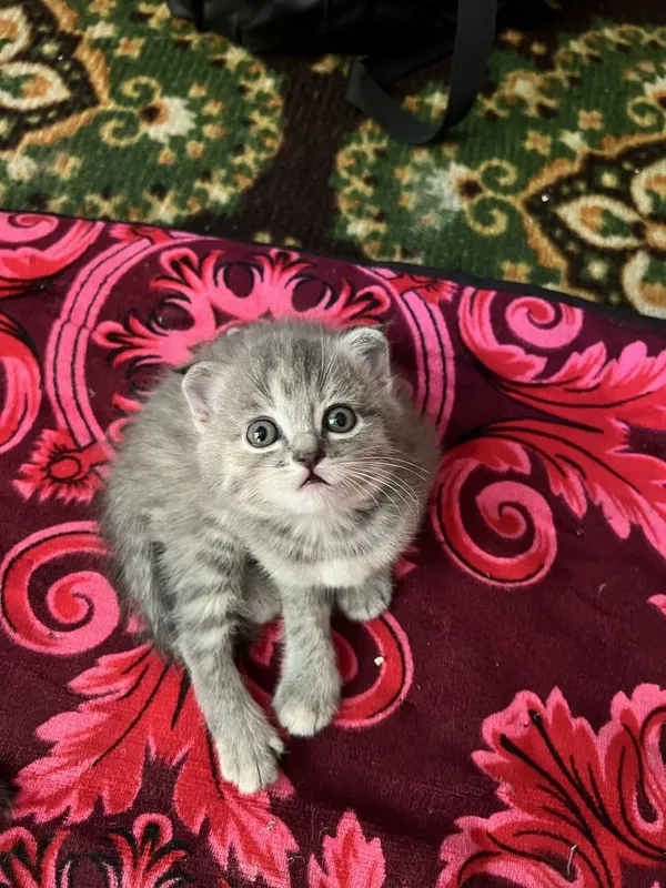 Продаеться котенек 2 Продаеться котенек 2