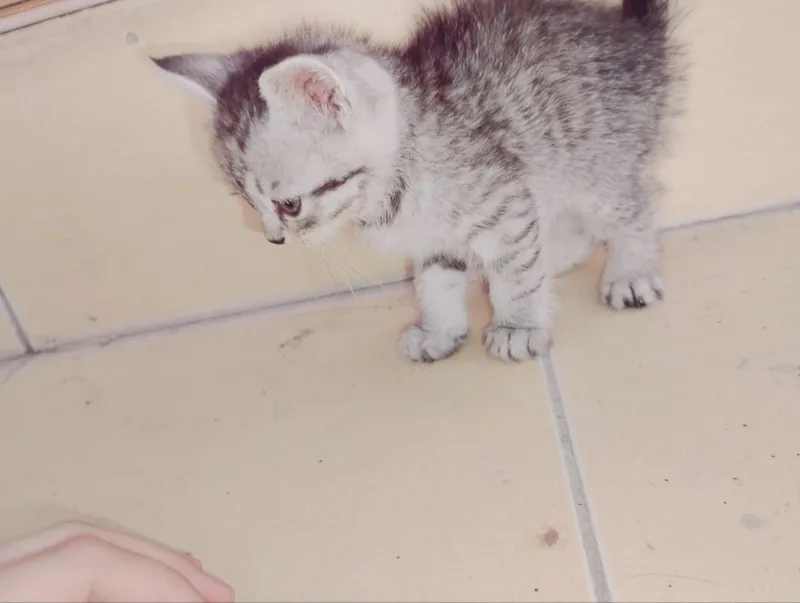 Продаются пародистые котята — фото 3