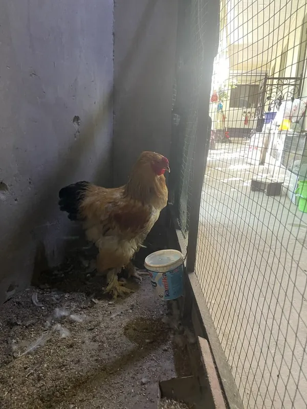 brama palvi va svetli xurozlari sotladi 4 brama palvi va svetli xurozlari sotladi 4