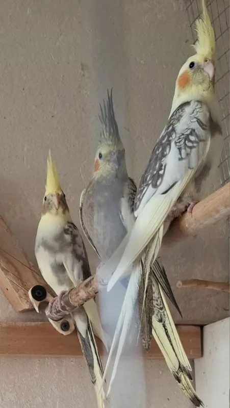 Кореллы, пара 700.000 — фото 2