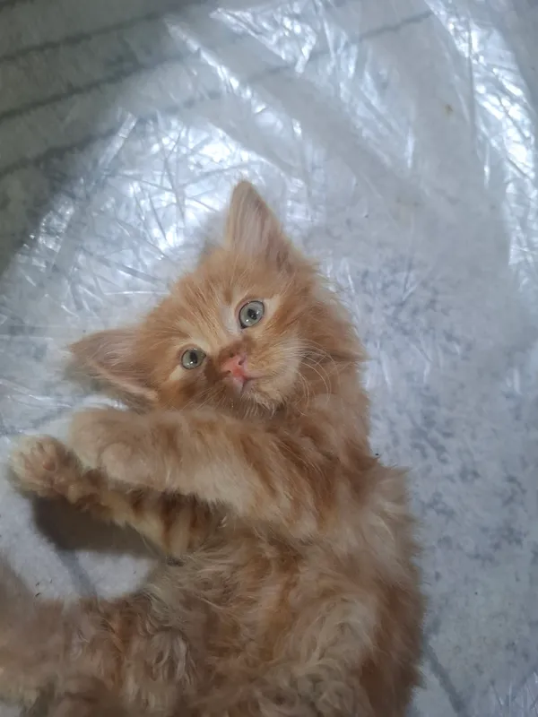 Maine Coon mushukcha sotiladi 2 yarm oylik o'g'il — фото 1