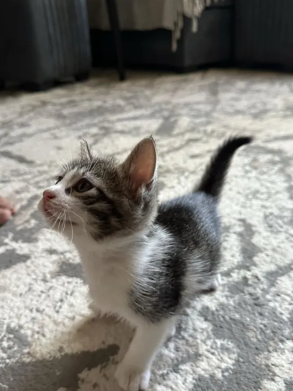 Котёнок(мальчик) ищет любящую семью 3 Котёнок(мальчик) ищет любящую семью 3