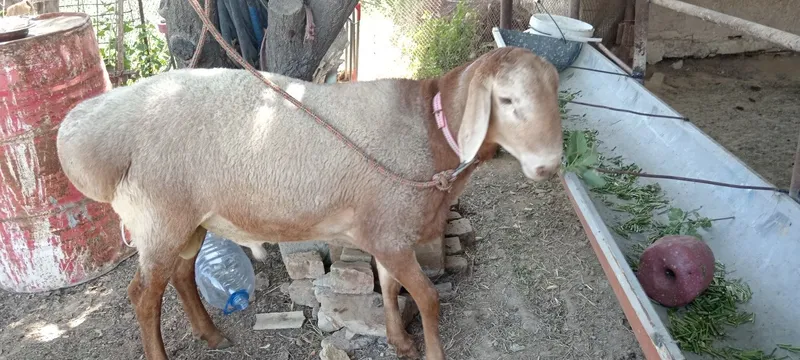 Arashan-edilbay, Арашан-Эдилбай гибрид кучкор — фото 2
