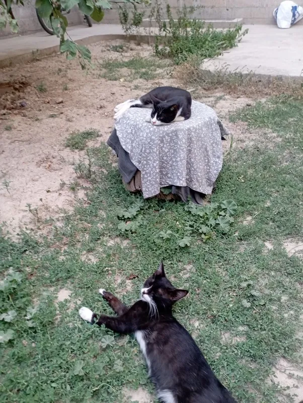Котёнки бесплатно Котёнки бесплатно