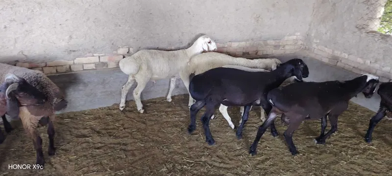 Qo'chqor barralar sotiladi 2 Qo'chqor barralar sotiladi 2