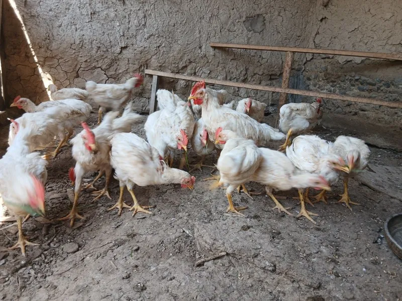 Nesushka sendi joʻjalari 2 Nesushka sendi joʻjalari 2