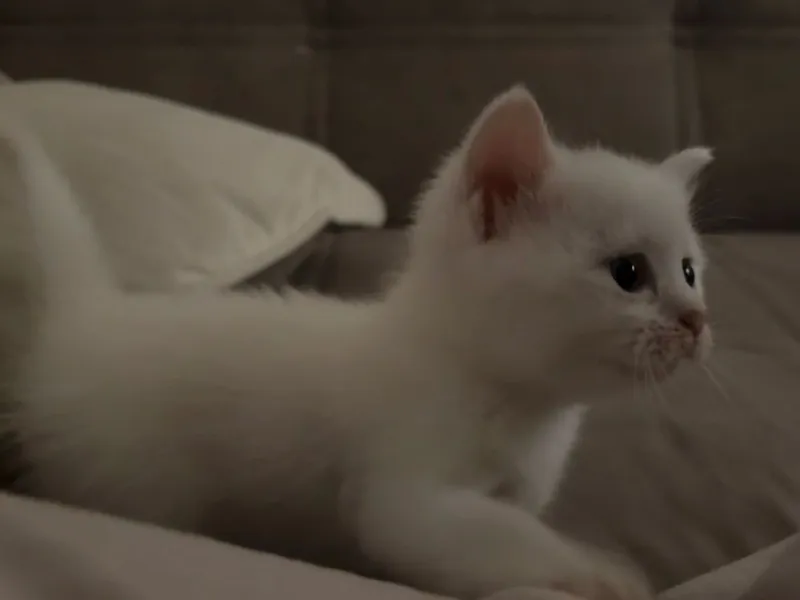 Белые котята сибирской кошки