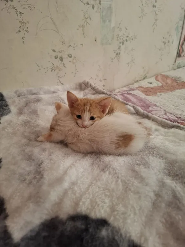 Отдам котят в добрые руки 1 Отдам котят в добрые руки 1
