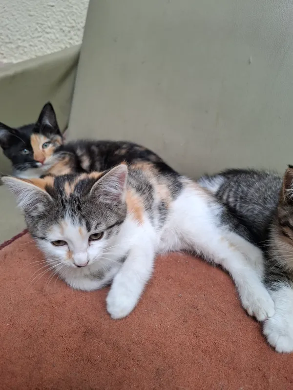 Котята — фото 4