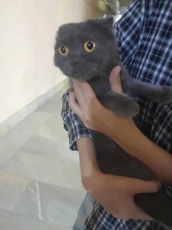 Продам кошку скоттиш-фолд