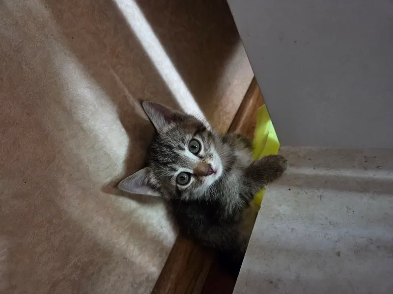 отдам котят в хорошие руки 4