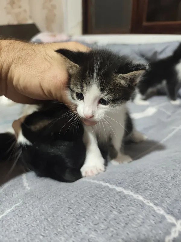 Отдаются даром котята вместе с их мамой.пока котята ещё не кушают сами 7 Отдаются даром котята вместе с их мамой.пока котята ещё не кушают сами 7