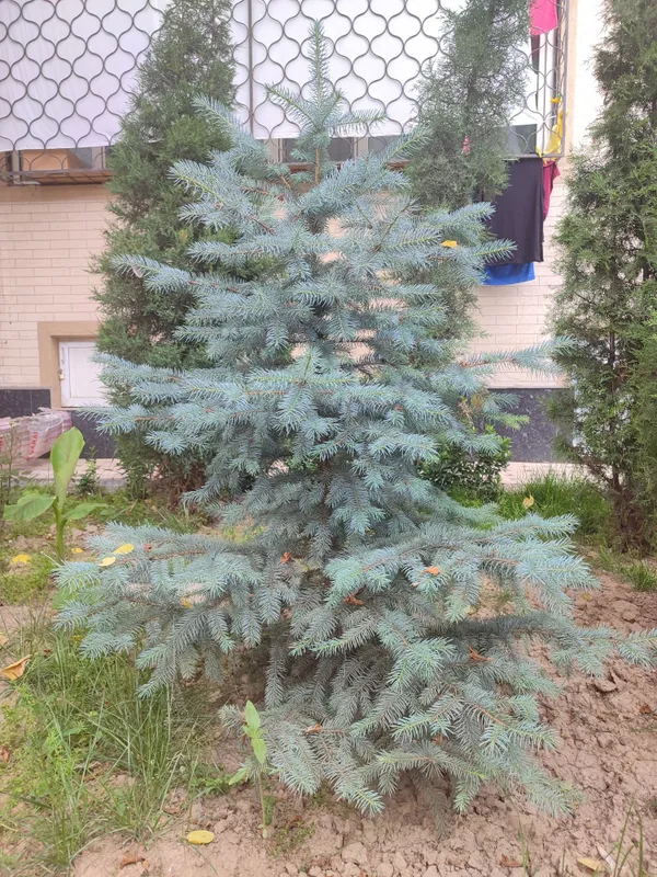Oq archa sotilad chiroylu osgan 1 .85 boyi — фото 1