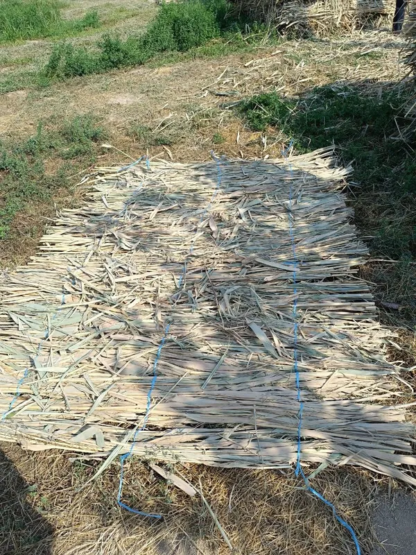 Lombozga va zaborga qamish eng zorlari — фото 2