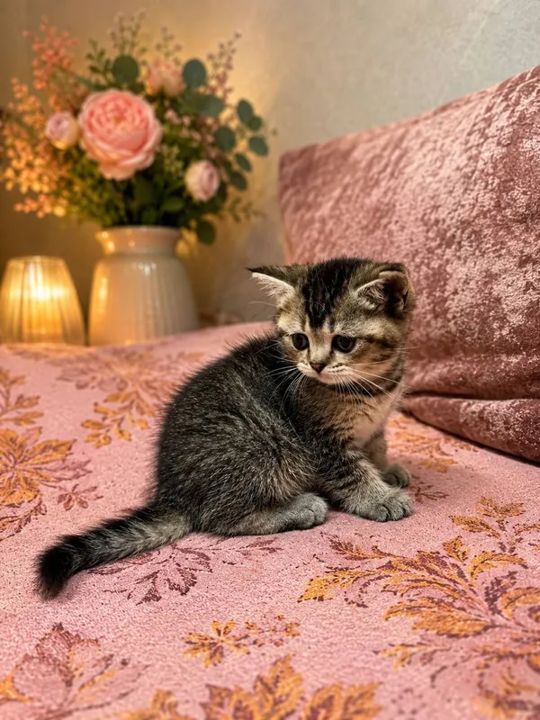 Котята Золотой шиншилы