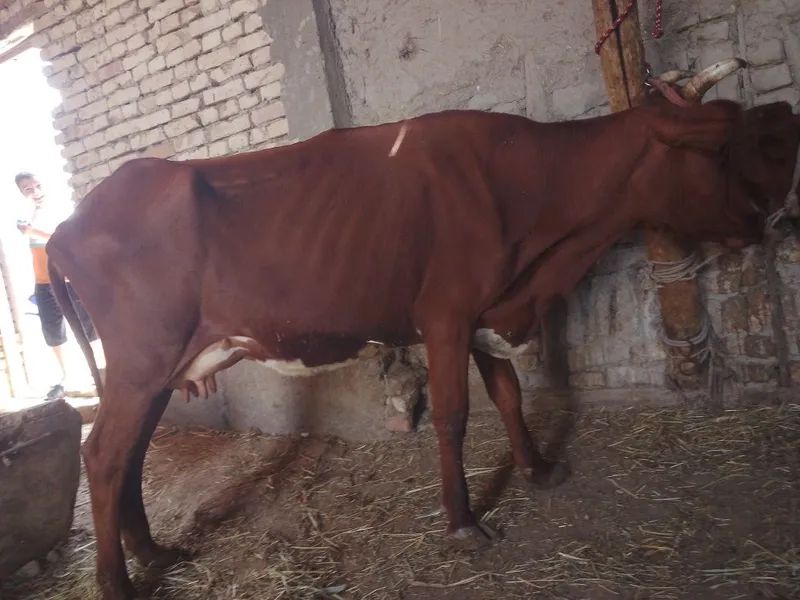 2chi qorin 100foiz garantiya 4 2chi qorin 100foiz garantiya 4