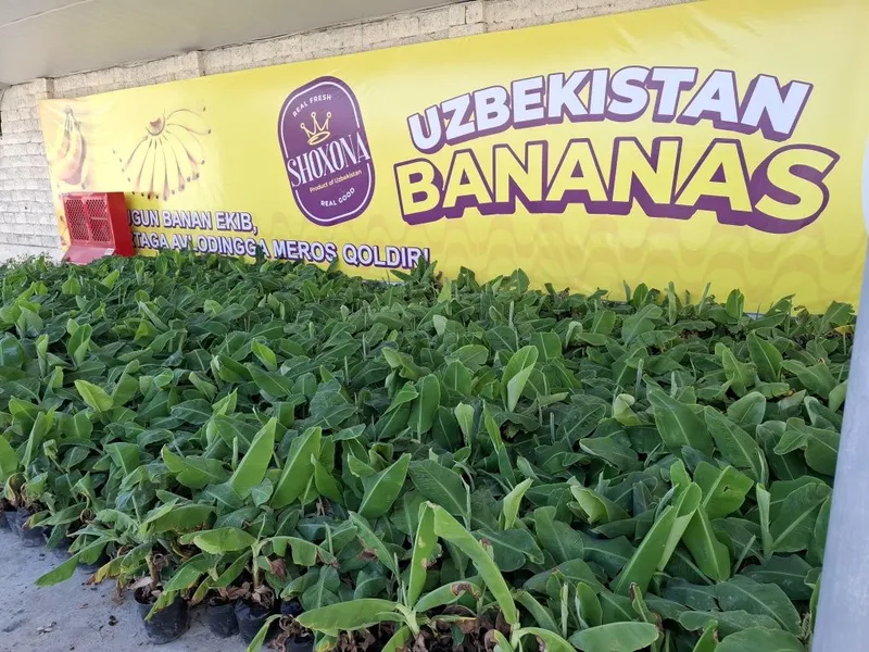 Banan kuchatlari niholi, Росток банана, Банан кучати нихоли 7 Banan kuchatlari niholi, Росток банана, Банан кучати нихоли 7