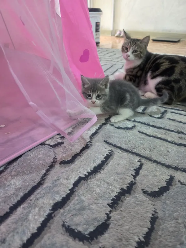 Продаются котята — фото 3