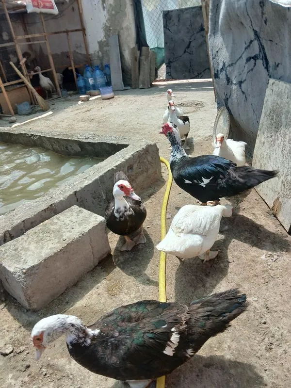 Indautkalar sotiladi donasi 150 ming moda 300 ming nar — фото 3