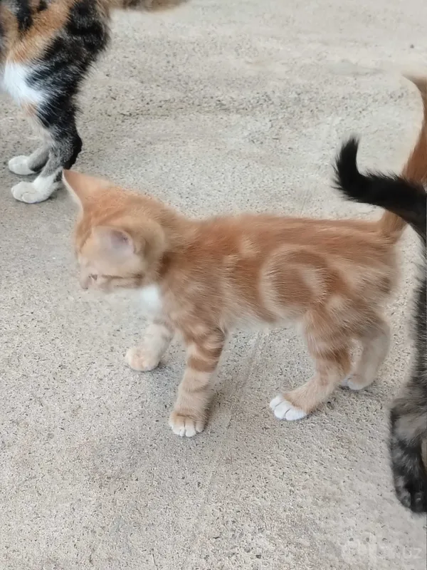 Mushuk bolasi 4 ta bepul 1 Mushuk bolasi 4 ta bepul 1