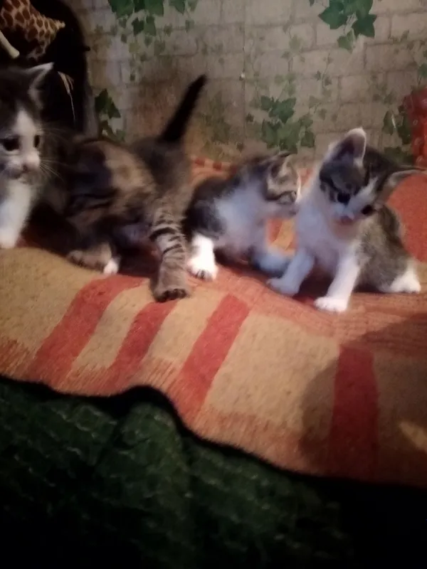 шотландские котята от охотничьей кошки — фото 1