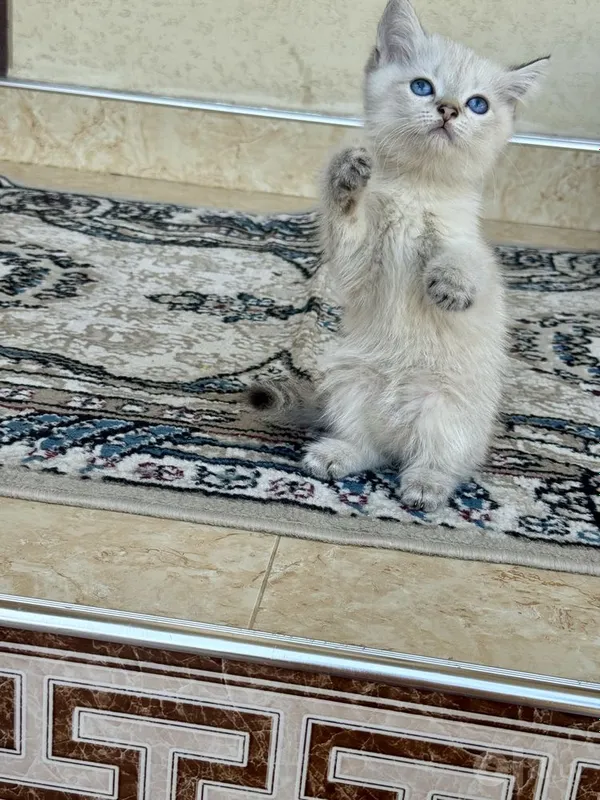 Серебристая шиншилла, 2,5-месячный котёнок, голубые глаза, весёлый и здоровый мальчик 3 Серебристая шиншилла, 2,5-месячный котёнок, голубые глаза, весёлый и здоровый мальчик 3