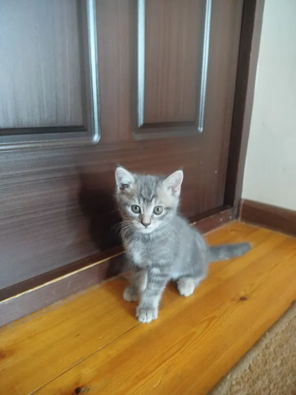 Котята, Scottish fold/straight, Скоттиш фолд страйт 4 Котята, Scottish fold/straight, Скоттиш фолд страйт 4