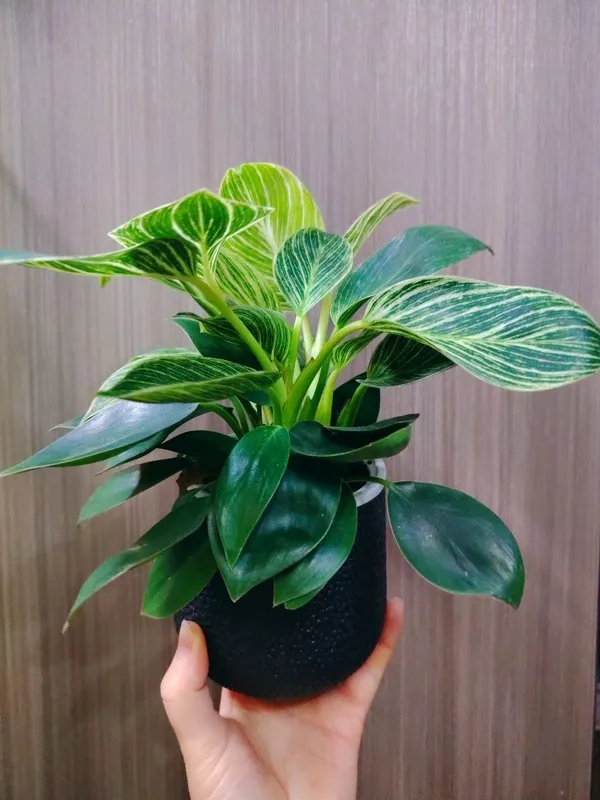 Philodendron Биркин 2 Philodendron Биркин 2
