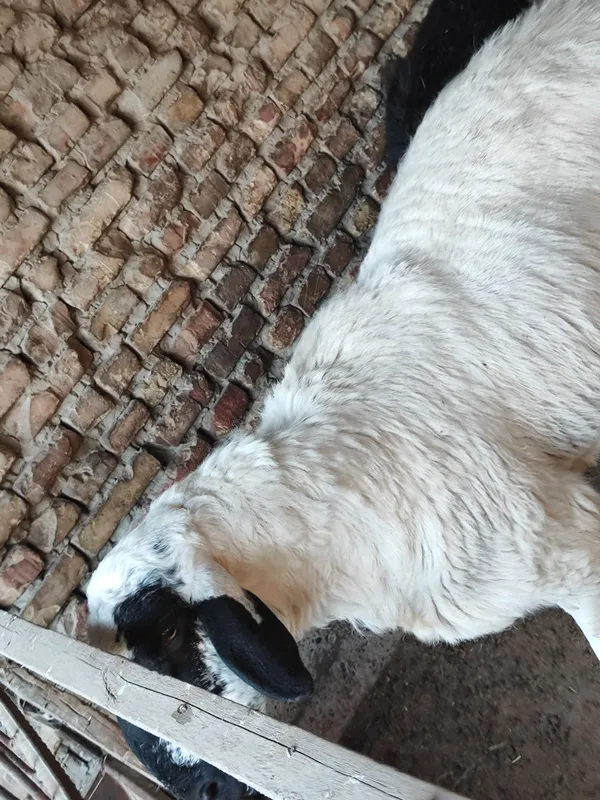 Qo'chqorlar sotiladi tezda badani semiz yeyishi — фото 1