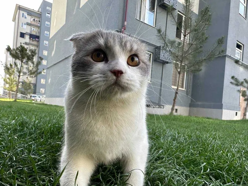 Mushuk, Scottish Fold — фото 1