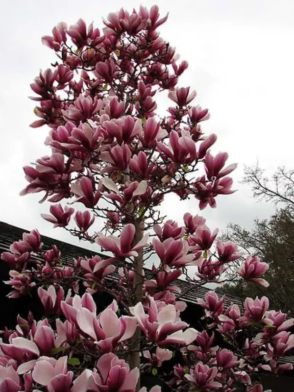 Magnoliya Sulanja daraxti guli pushti rangda — фото 6