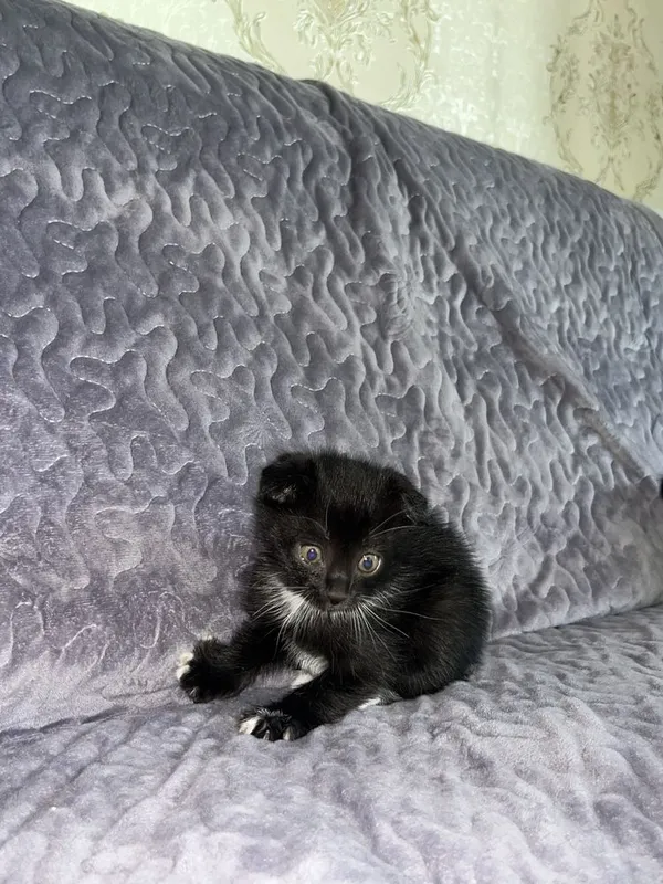 Скотиш фолд мушук