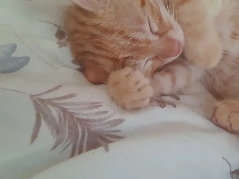 котёнок 2 котёнок 2